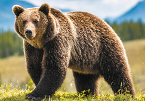 " ФРЕЯ" Пазл 2000 элемент. PZL- 2000/ 44 Медведь среди гор